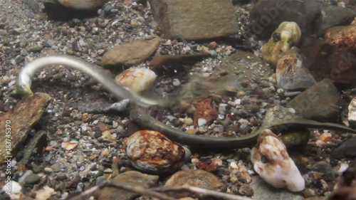 Brook lamprey (Lampetra planeri) a frashwater species that exclusively inhabits freshwater environments. Lamprey in the clean mountain river holding gravel. Frashwater habitat. photo