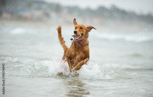 Golden Retriever dog running through ocean water