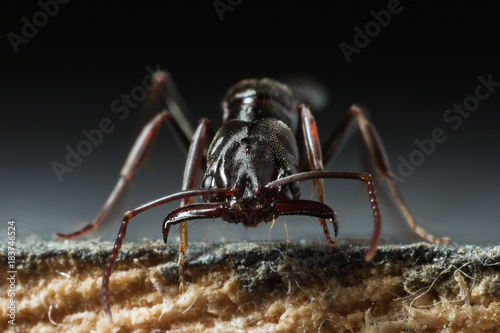Trap jaw ant