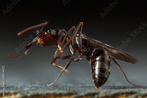 Trap jaw ant