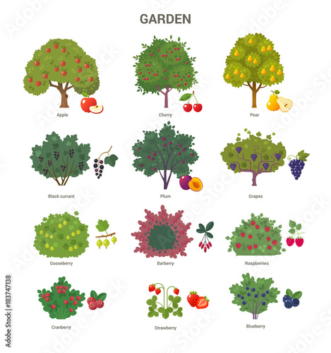 Garden trees and shrubs collection. Vector illustration of fruit trees and berry bushes, such as apple, cherry, pear, black currant, barberry and strawberry. Isolated on white.