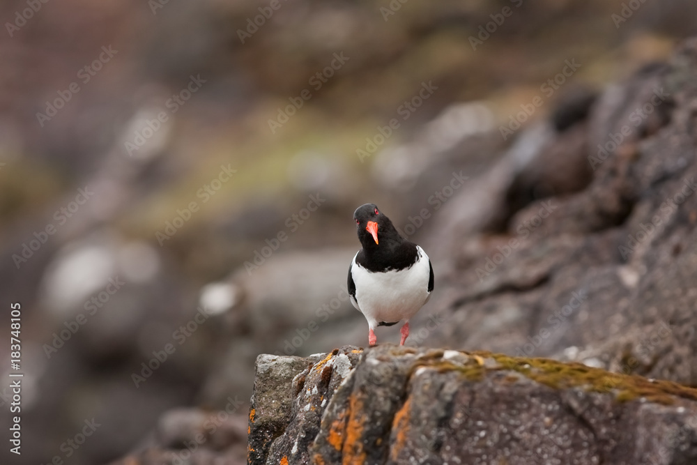 Eurasian oystercatcher, haematopus ostralegus, Faroe island Eurasian oystercatcher, haematopus ostralegus, Faroe island