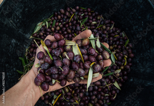 Hand of young boy full of black olives. Picking olives in Seville, Andalusia, Spain.