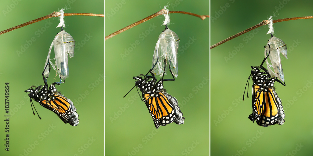 Obraz premium Motyl monarcha (Danaus plexippus) suszący skrzydła po wyłonieniu się z poczwarki
