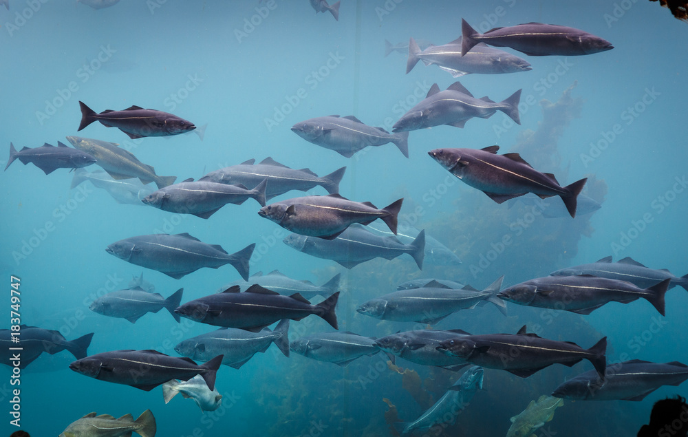 Obraz premium Sea aquarium in Alesund Norway
