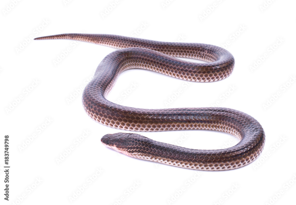Sunbeam snake Sunbeam snake