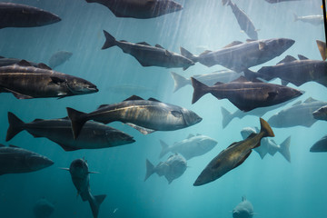 Fototapete Unterwasser Meeresaquarium in Ålesund Norwegen  © trancedrumer