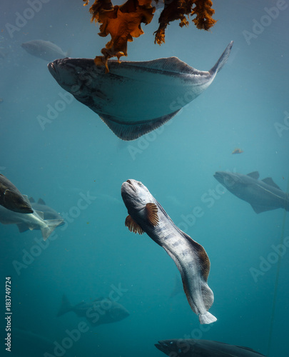 Sea aquarium in Alesund Norway