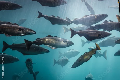 Obraz Akwarium morskie w Alesund w Norwegii