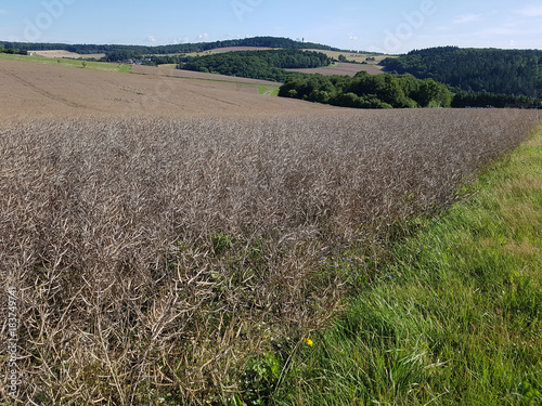 Rapsfeld, reif, Raps, Brassica, napus photo