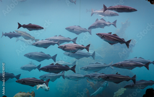 Sea aquarium in Alesund Norway