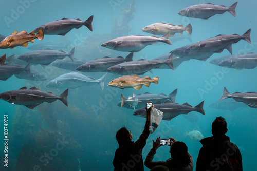 Sea aquarium in Alesund Norway