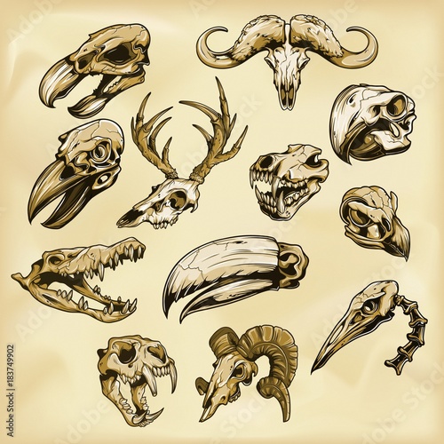Animal skulls illustration