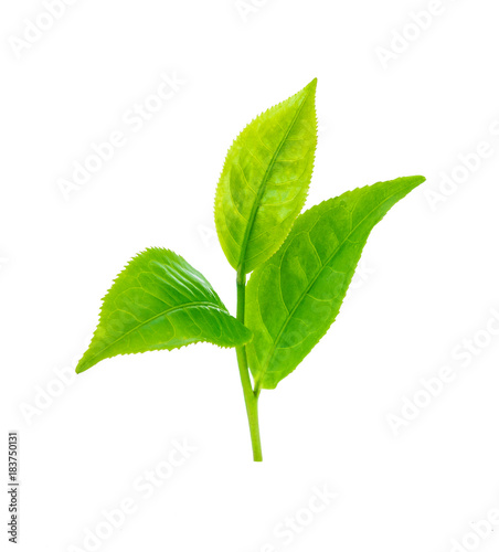 tea leaf isolated on white background photo