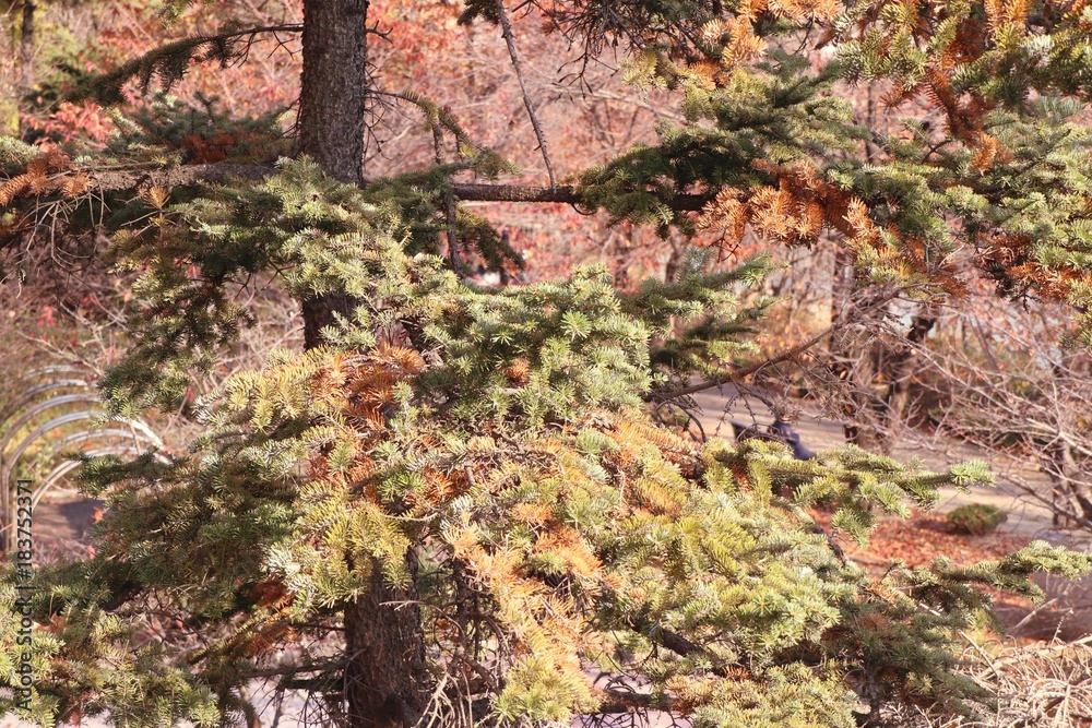 Maple leaves in spring korea