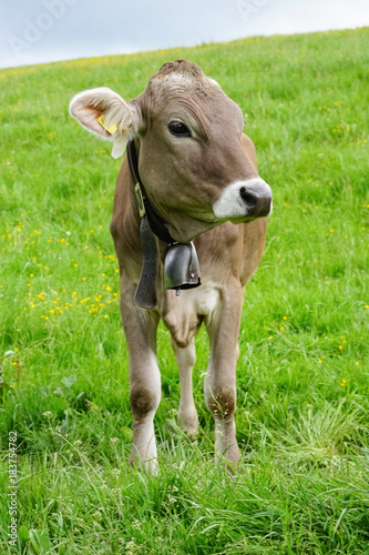 Milchvieh im Allgäu, großes Kalb mit Glocke auf einer grünen Bergwiese