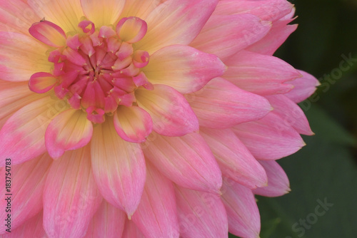 Pink Chrysanthemum flower in nature