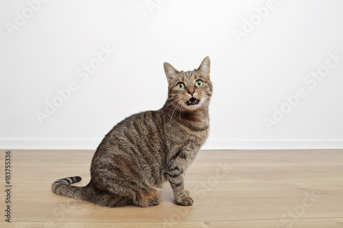 chat tigré brun marron tabby miaulant dans maison