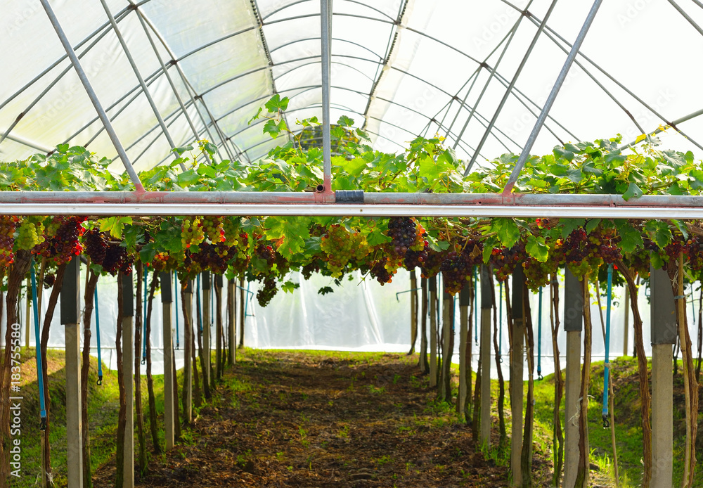 Fototapeta premium grapes in vineyard