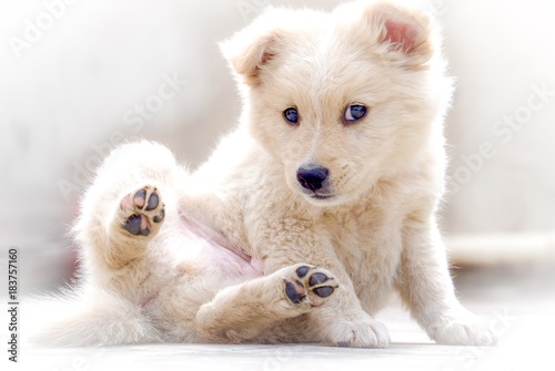 A cute golden retriever puppy looking at camera while licking itself 