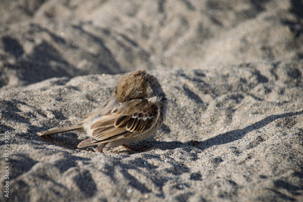Female sparrow wild bird preening on a sand beach Female sparrow wild bird preening on a sand beach