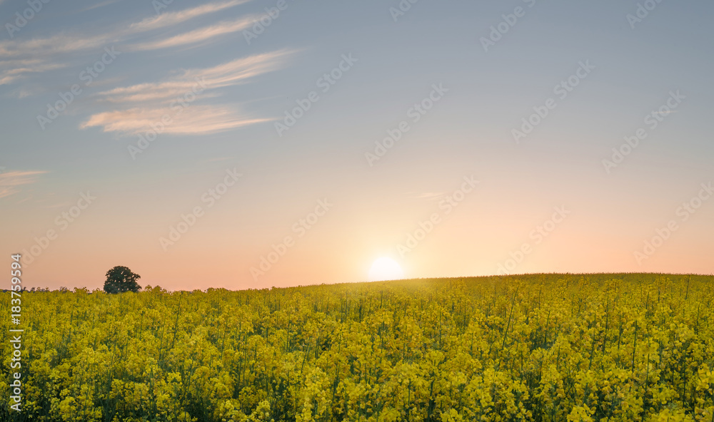 blooming canola field in warm evening sunlight