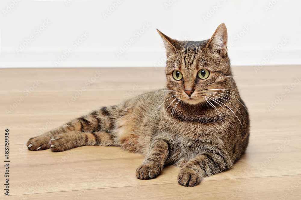 chat tigré brun marron tabby couché sur plancher