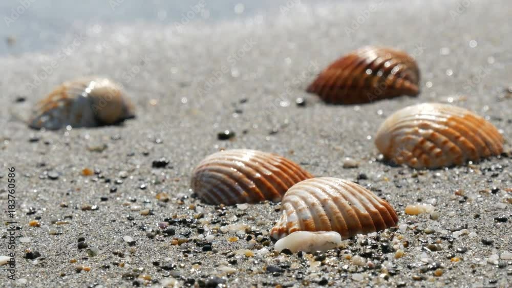 Beautiful relief seashells that wash a wave Beautiful relief seashells that wash a wave