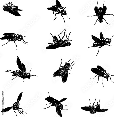 fly, insect, black, vector, silhouette