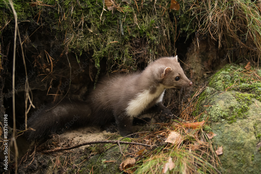 Fototapeta premium Stone Marten Martes foina Erxleben