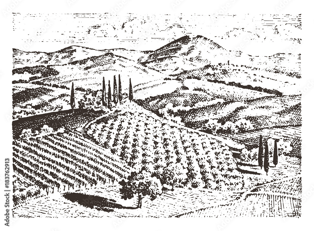 rustic vineyard. rural landscape with houses. solar tuscany background. fields and cypress trees. harvesting and haystacks. engraved hand drawn in old sketch and vintage style for label.