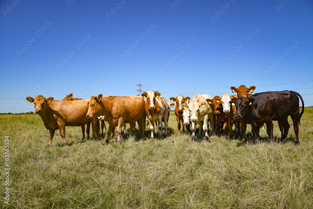Extensive Rindermast, Fleischrinder auf der Weide