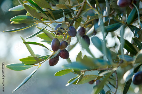 Black olives on a brunch photo