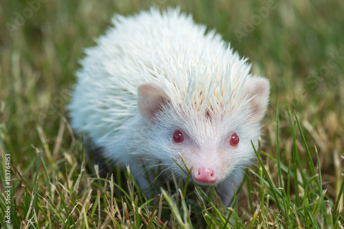 Hedgehog in the green grass ,African pygmy hedgehog © sichkarenko_com