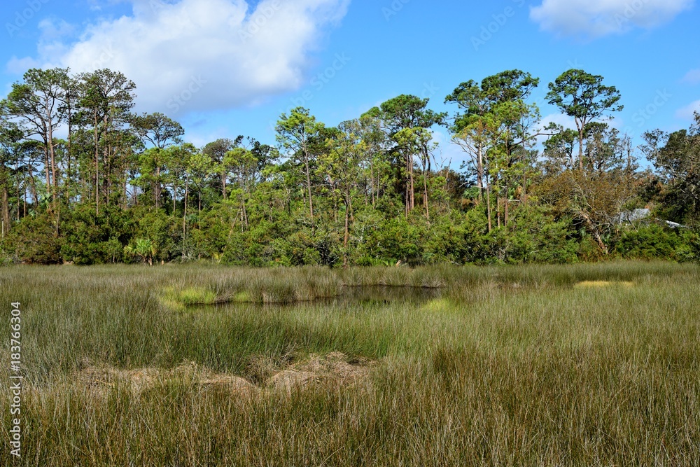 Marshland of Florida backdrop Marshland of Florida backdrop