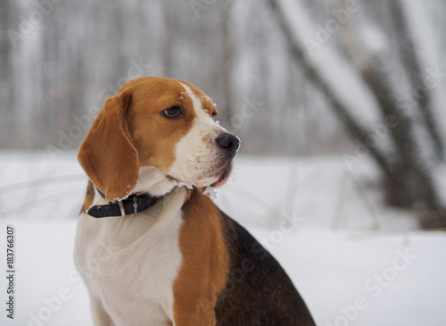 Beagle dog walking in the winter snowy forest