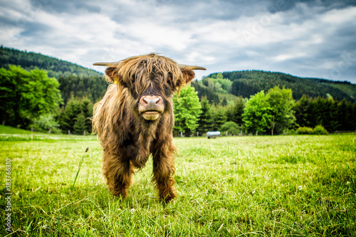 Hochlandrinder Sauerland Natur Wiese Kuh