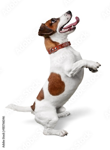 Fototapeta Naklejka Na Ścianę i Meble -  Jack Russell Terrier Standing on Two Feet