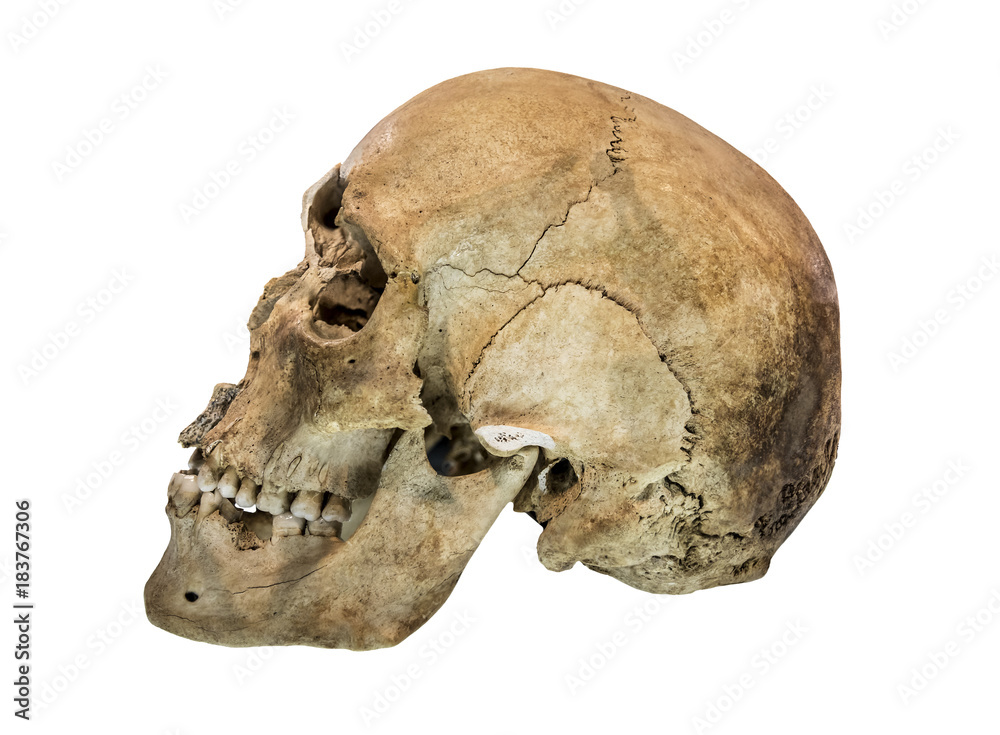 Left side view of human skull. Left side view of human skull.