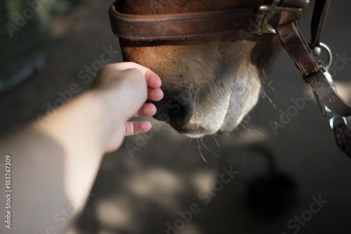 Hand streichelt vertrauensvoll Nase von Pferd