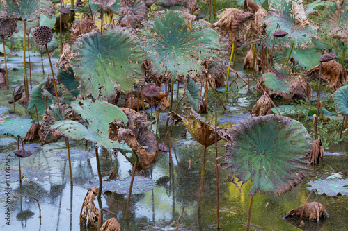 Fényképezés Waterlily pond, dry and dead water lilies, dead lotus flower, beautiful colored
