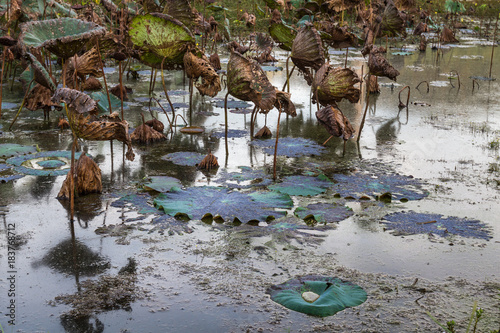 Obraz na plátně Waterlily pond, dry and dead water lilies, dead lotus flower, beautiful colored