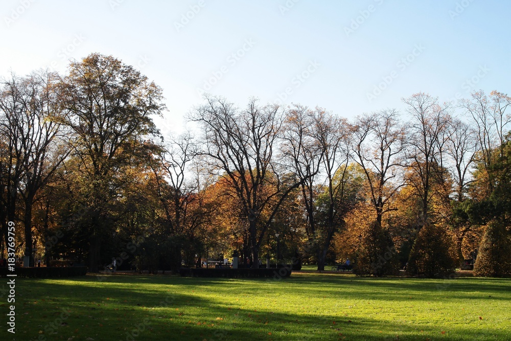 trees in park at autumn