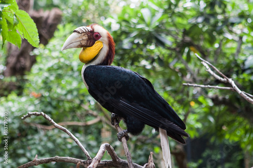 Male wreathed hornbill (Rhyticeros undulatus) on the branch. One of the exotic tropical birds in Bali Indonesia bird park in november. photo