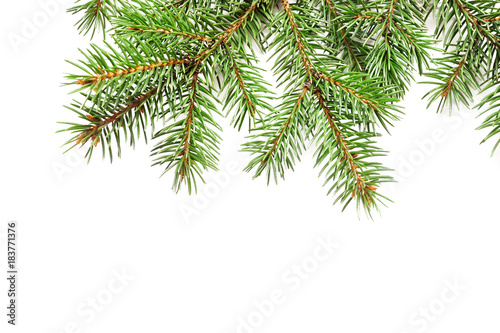 Mockup Christmas tree branches border over white isolated background  with space for your text