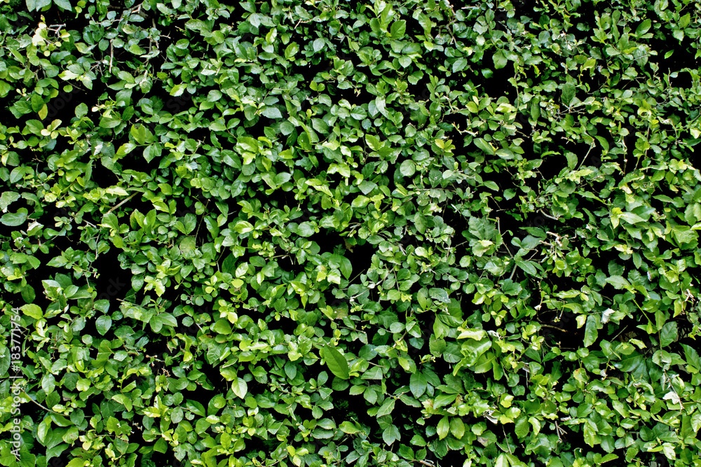 Green tree wall for closeup textured background pattern Green tree wall for closeup textured background pattern