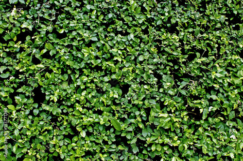 Wallpaper Mural Green tree wall for closeup textured background pattern Torontodigital.ca