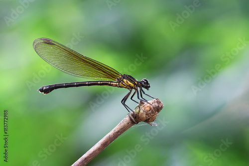 Yellow Damselfy/Dragon Fly/Zygoptera sitting in the edge of bamboo stem © LPhotoworks