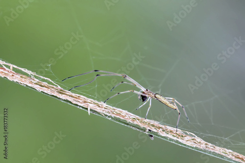 Spider cross the dry grass photo