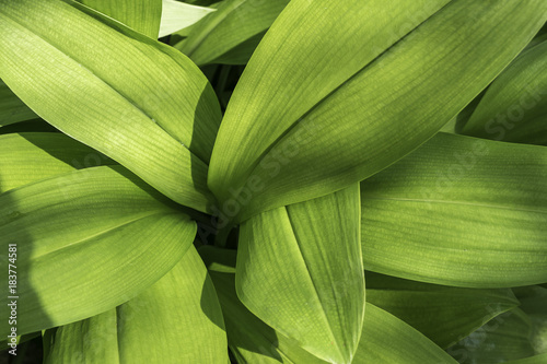 Green leaves background. Leaf texture